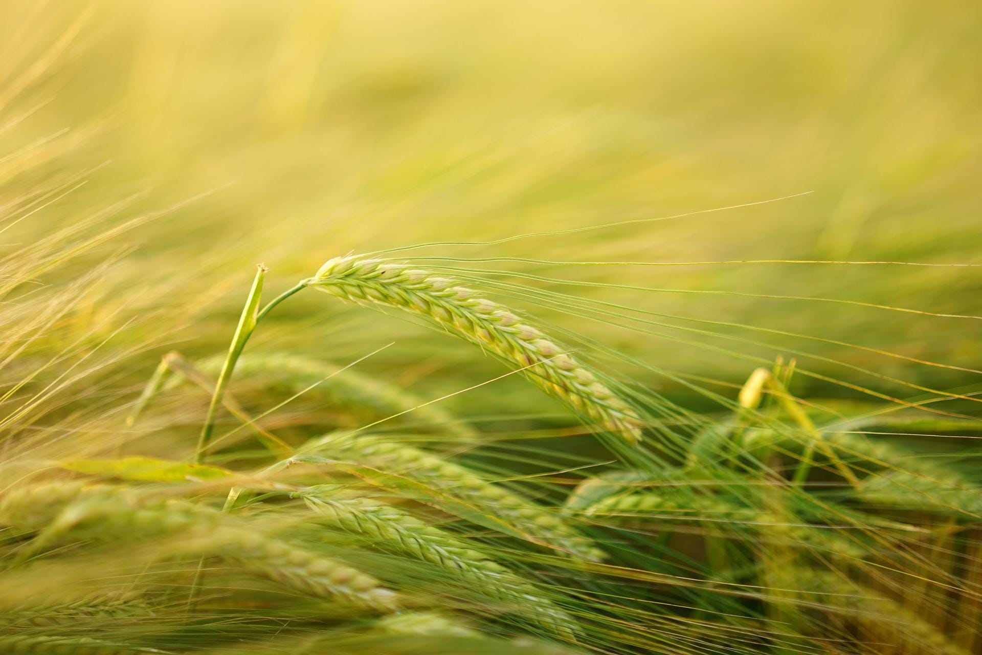 New gene found in crops could help avoid drought stress
