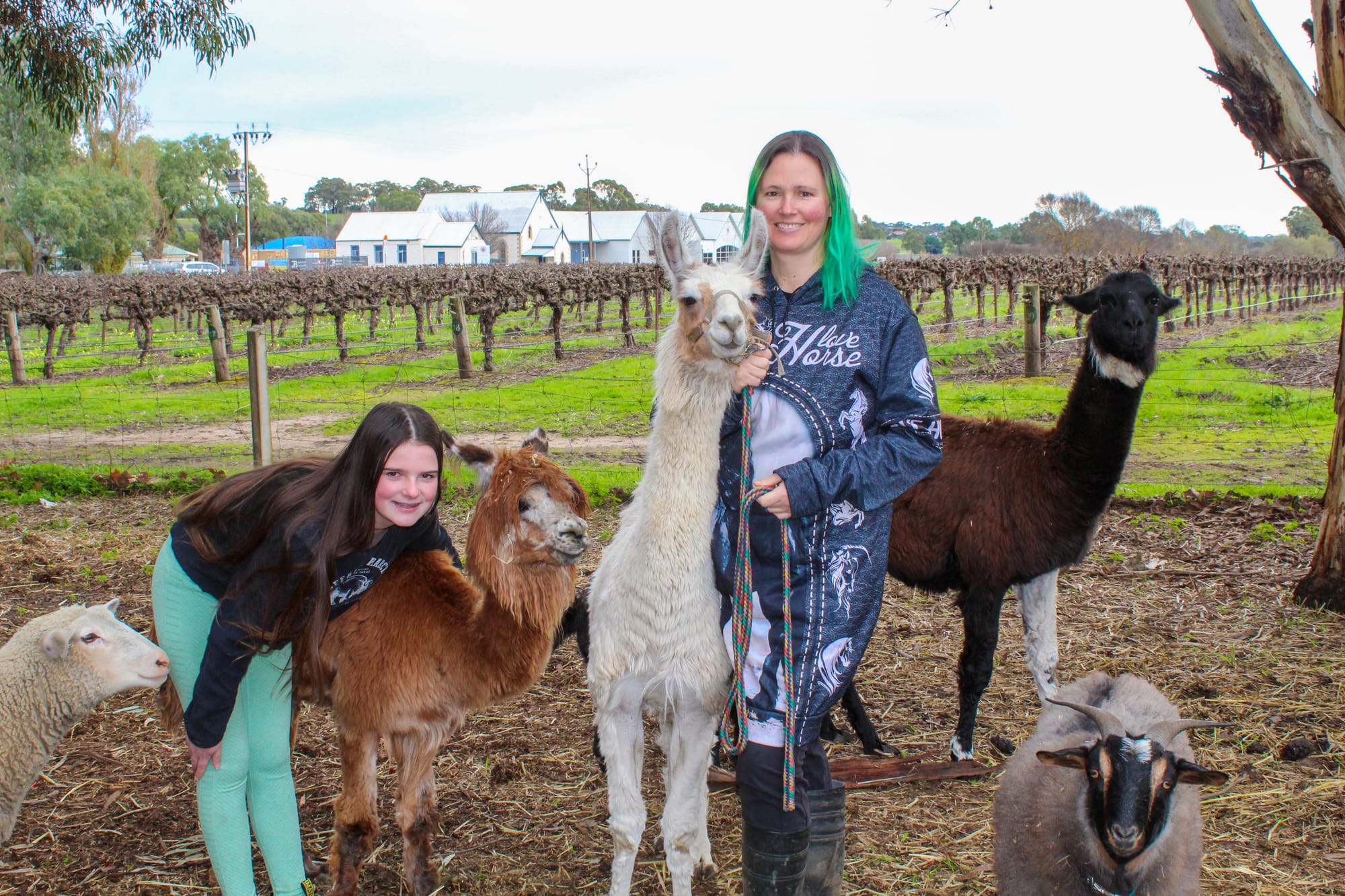 Semmlers reign supreme in SA’s llama market