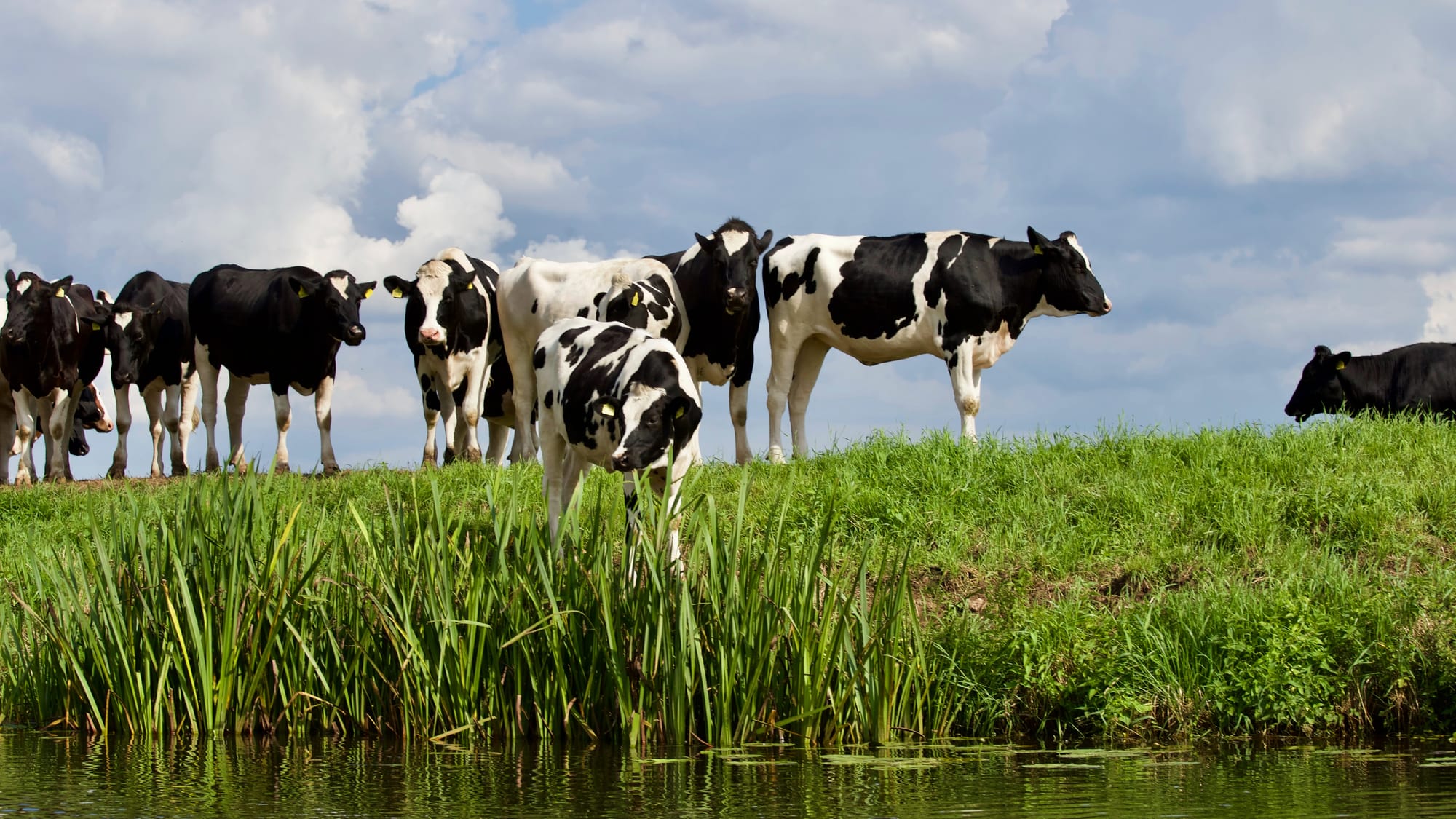 A must-have tool for cattle farmers