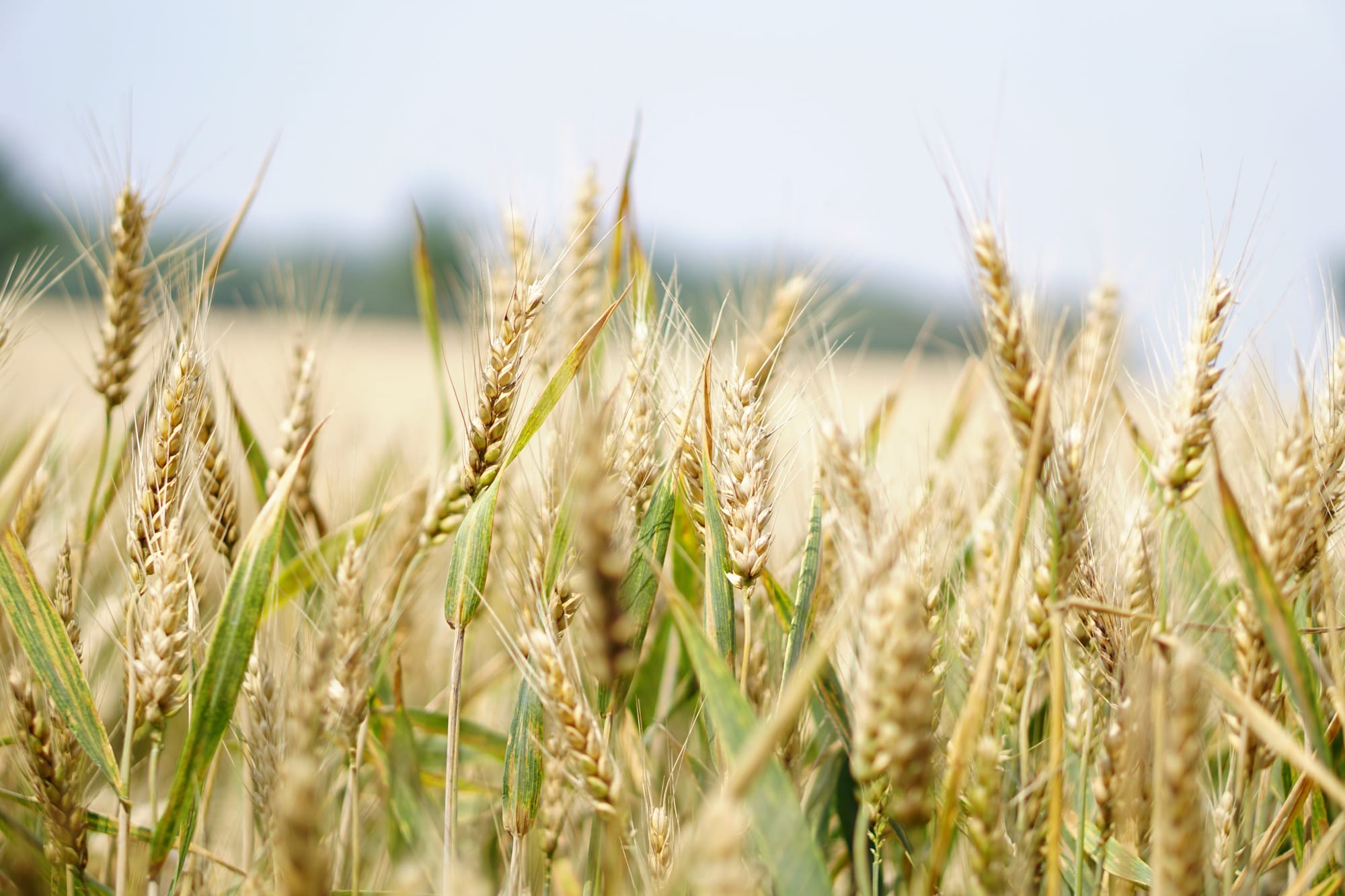 Statewide initiative closing grain yield gap