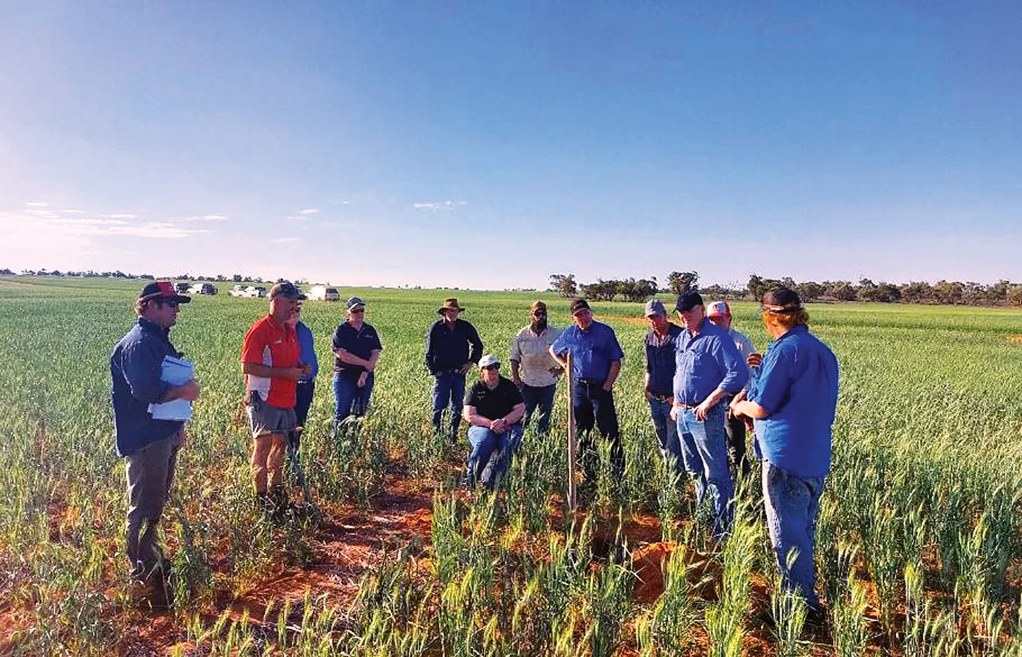 Sowing wheat early and deep in the Mallee – does variety matter?
