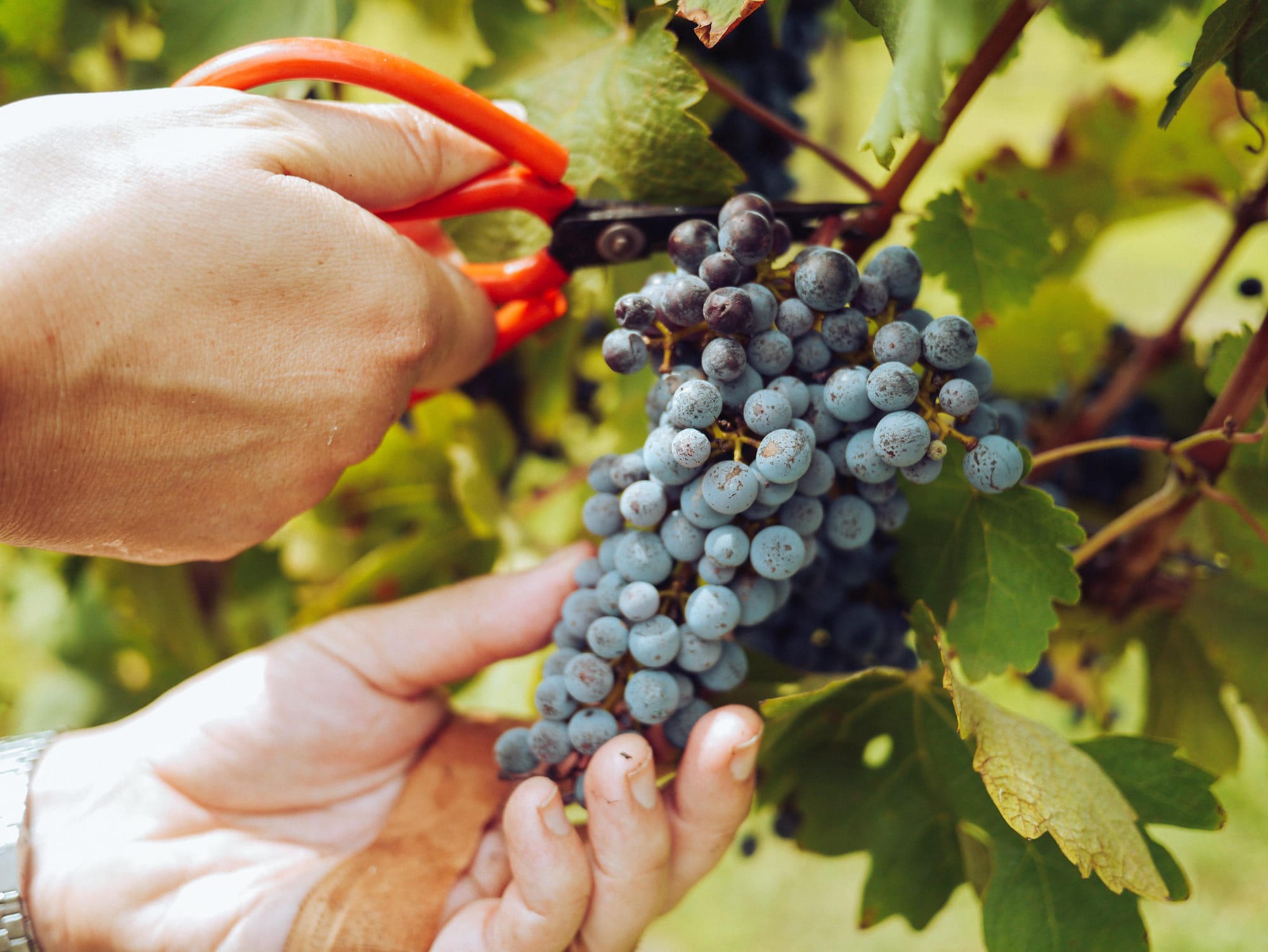 Hands-free horticulture sees higher production