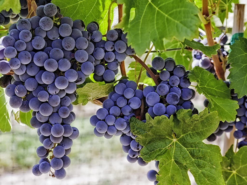 Disease and price challenges on cards for Riverland growers