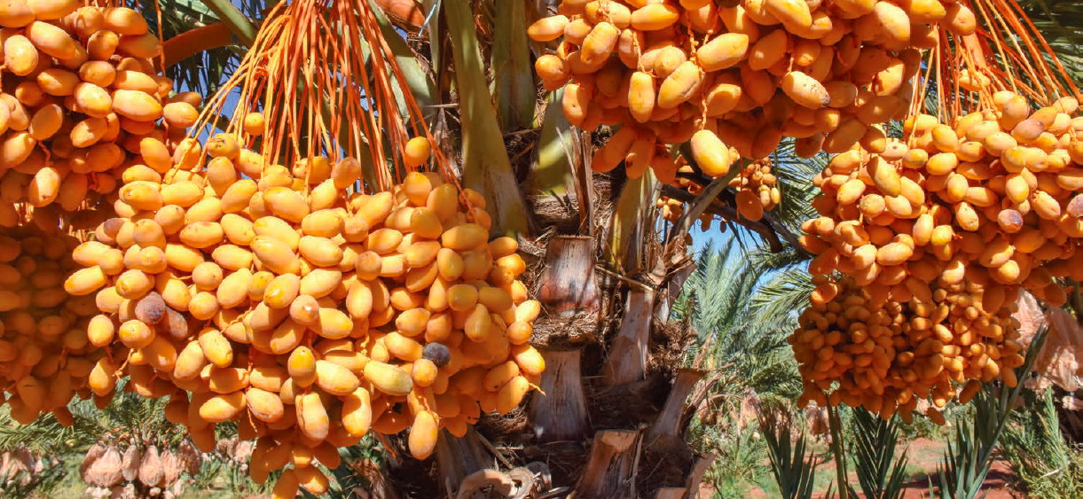 Date farming family still blazing trails after 25 years