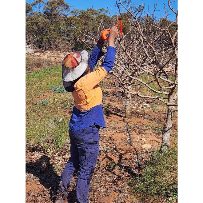 Chill research with Waikerie pistachios