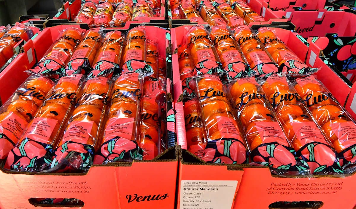 Squeezing to perfection at Venus Citrus