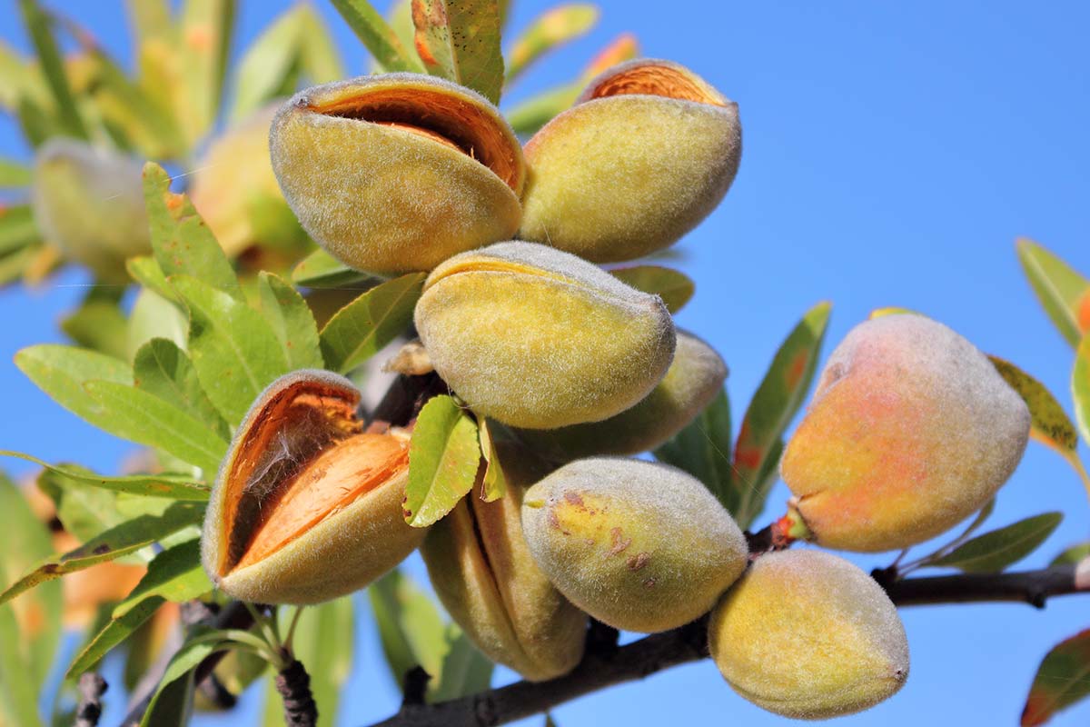 Industry Expert: Tim Jackson - Almond Board of Australia CEO