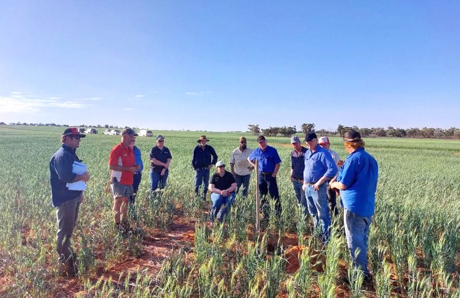 Mallee Sustainable Farming unveils bold strategic plan