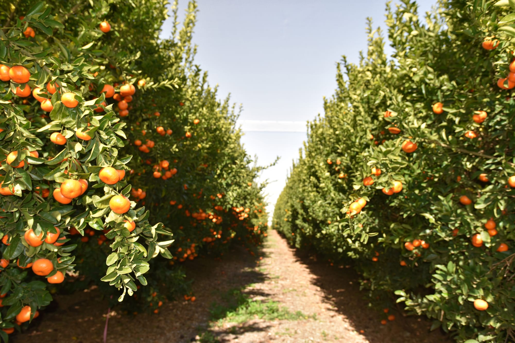 ‘Mining’ top citrus quality in Sunraysia