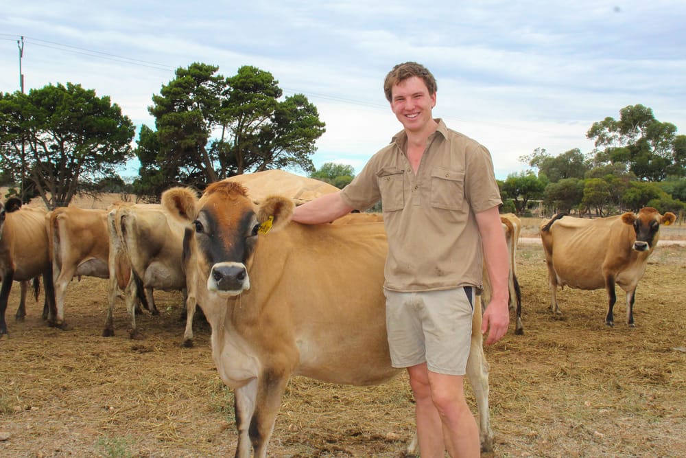 Pet cow ignited James’s dairy passion post image