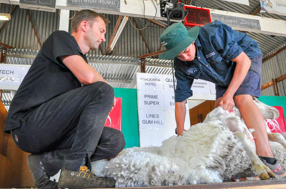 Shear your way to success with labour shortage expected on sheep farms post image