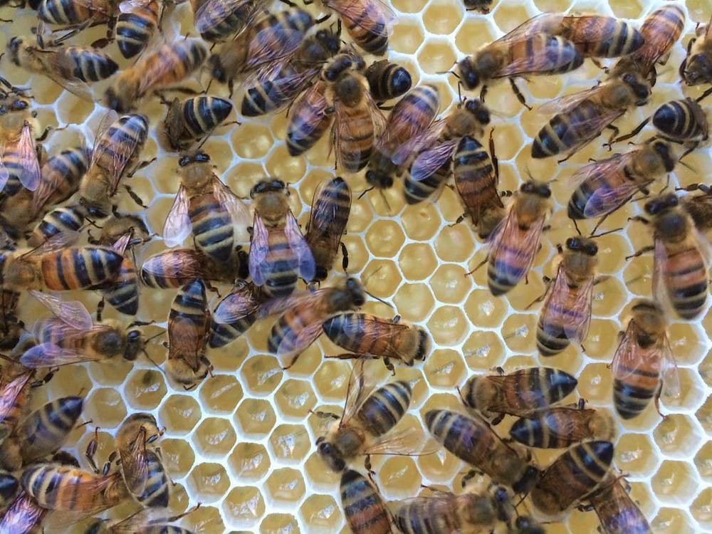 Rural Aid assistance for bee industry post image