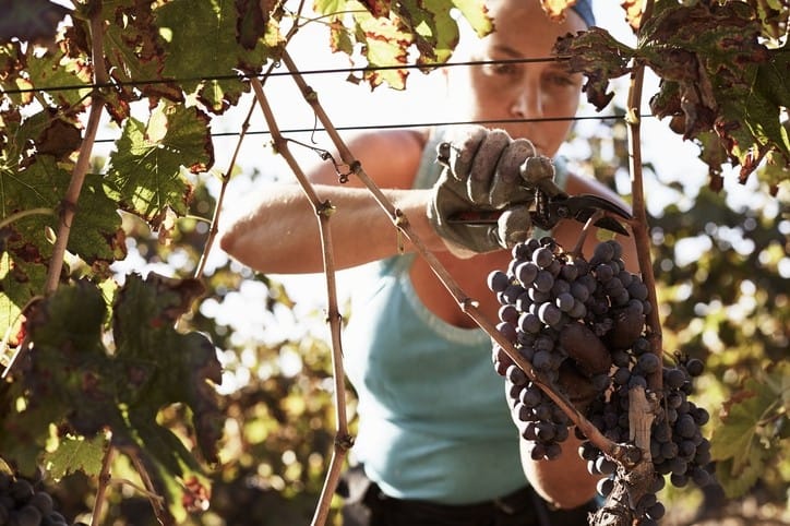 Entries open for wine health and safety awards post image