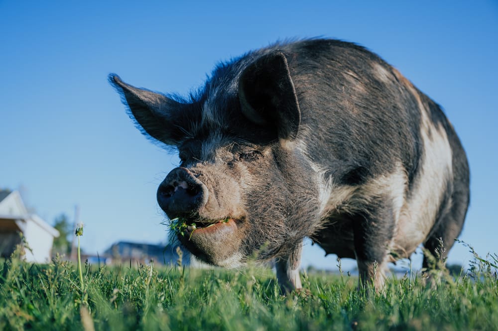 Pig biosecurity in focus post image
