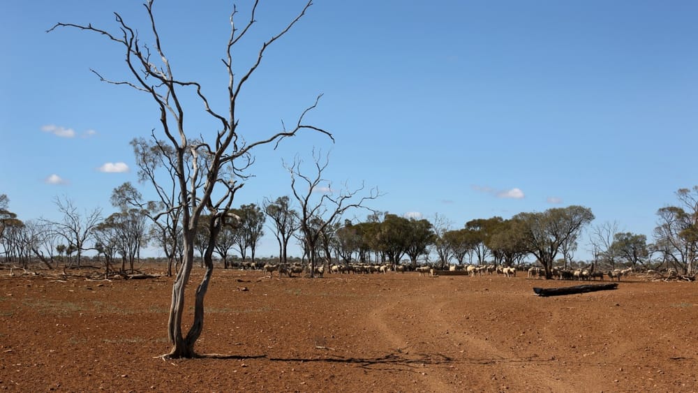 South Australian farmers hang hopes on better year ahead post image