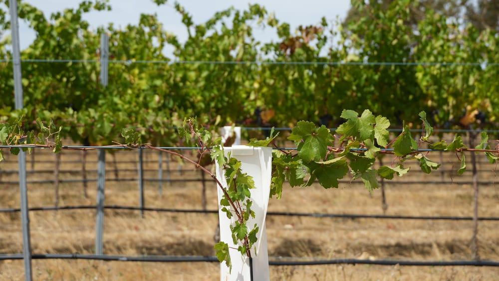 Blend of science with heritage grapevines to future-proof Australian wines post image