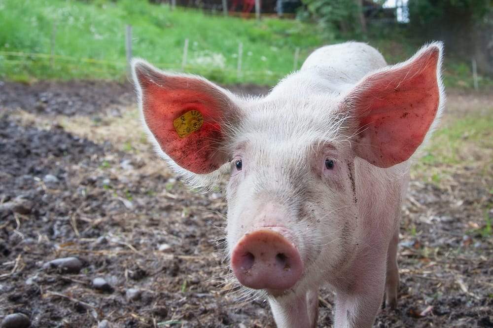 Vaccine created to protect pigs from JEV post image