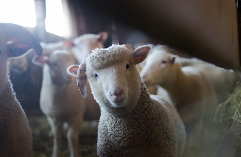 New South Australian technology for sheep diseases post image