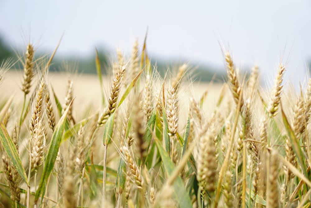 Statewide initiative closing grain yield gap post image
