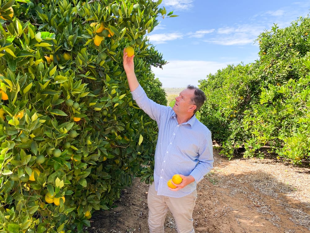 Backyard battle as Riverland fruit fly list grows post image