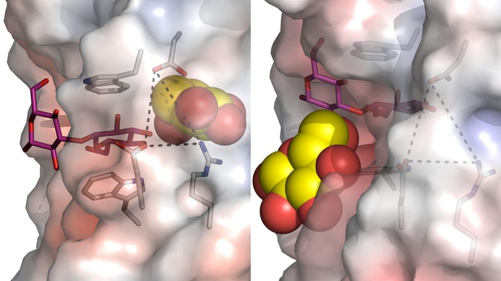 Plant enzyme dynamics lead to breakthroughs post image