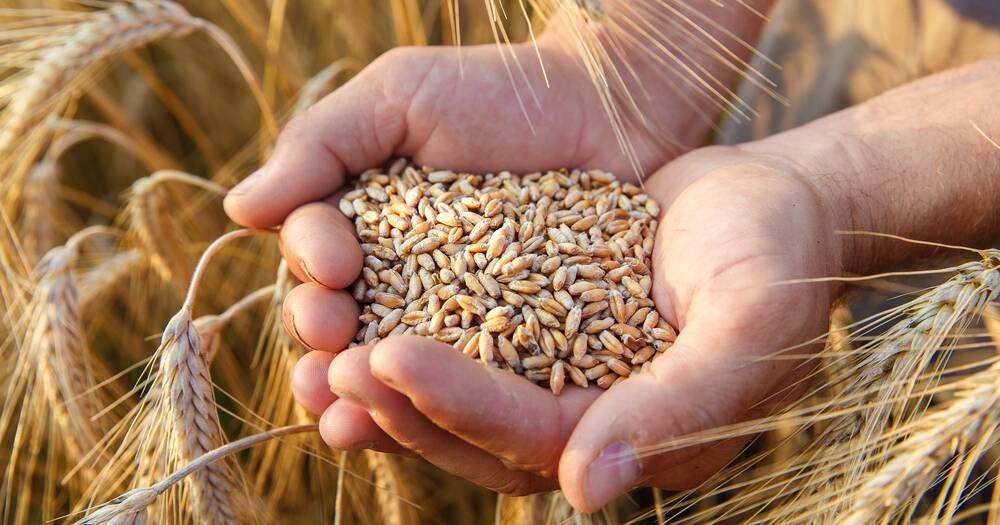 GPSA launches Seed Register to help drought-affected growers post image