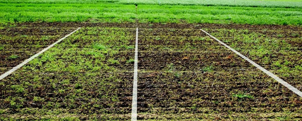 New tank mix partner a ‘priority’ for broadleaf weeds post image