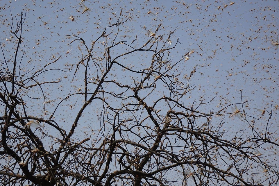 Be on the lookout for locusts post image