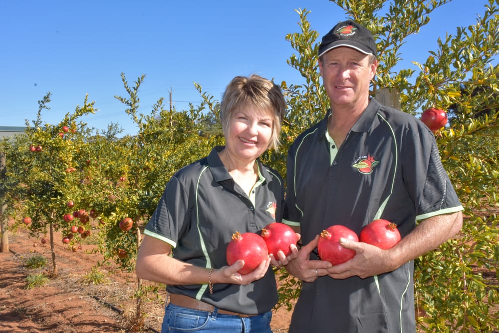 Why a Loxton North grape-growing duo made the switch to pomegranates post image