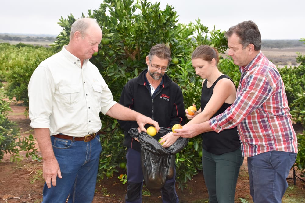 Fruit fly quarantine restrictions imposed on Riverland town post image