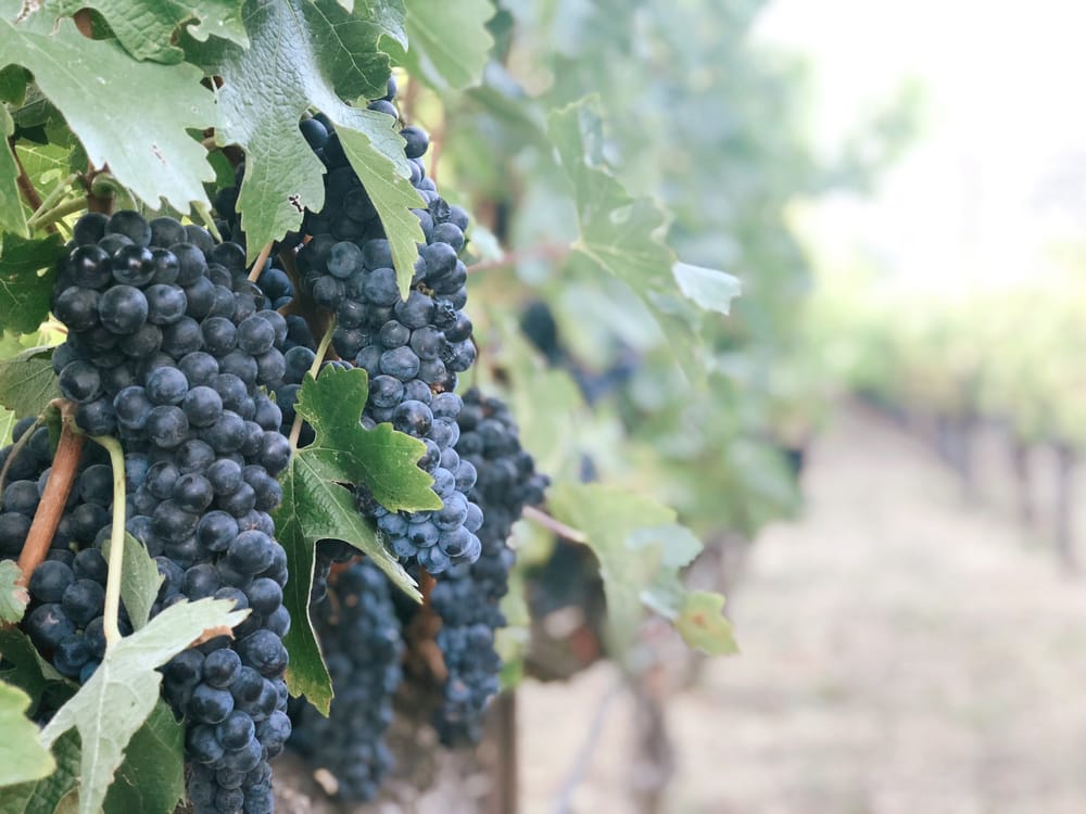 Adrian Hoffman, Winegrape Council of South Australia Region 2 chair post image