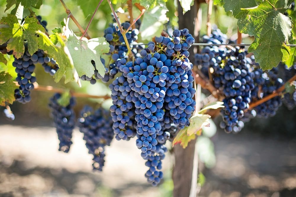 Delays in grape ripening results in more flavour post image