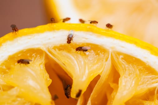 Loxton North the newest fruit fly victim post image