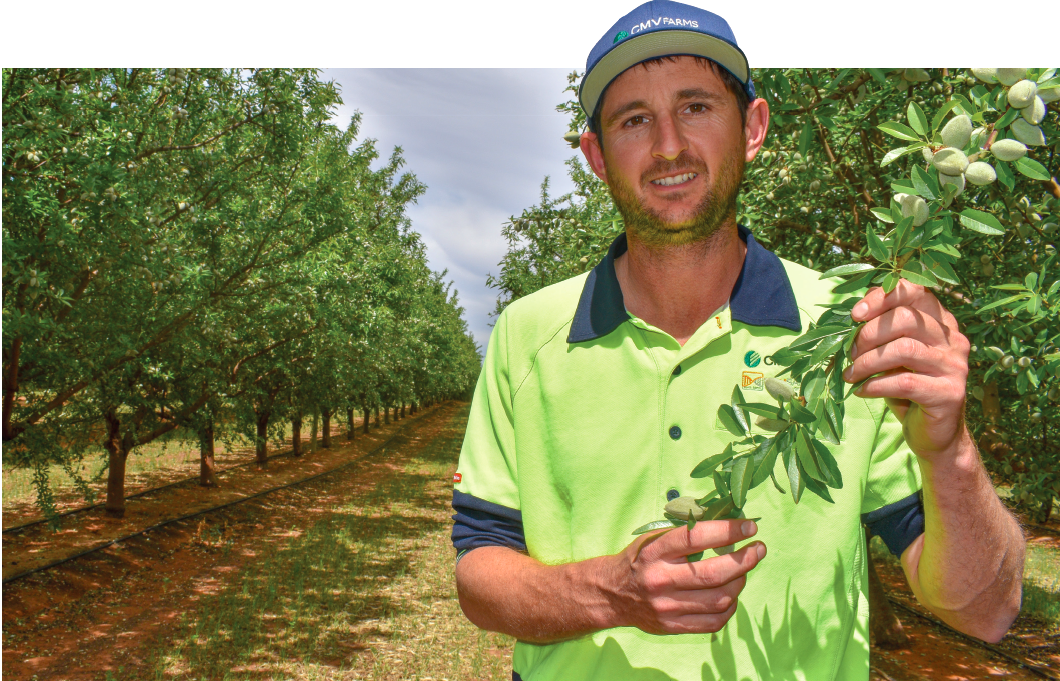 From dust to bustling almond farm with 340,000 trees post image