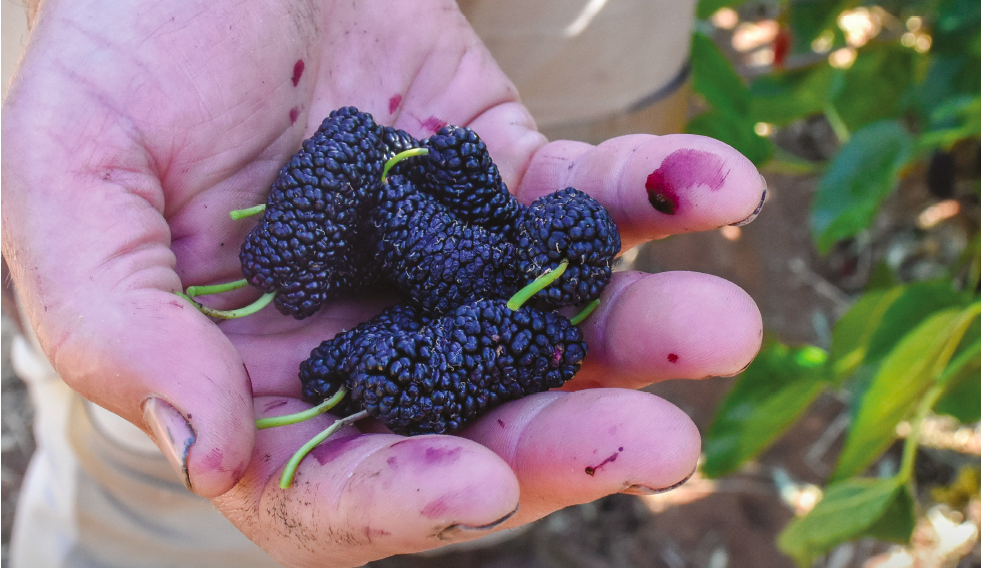 Little to mull over in the move to mulberries post image