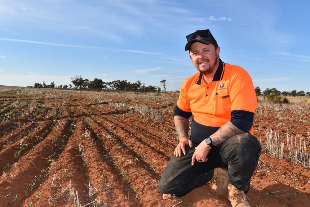 The lentil way post image