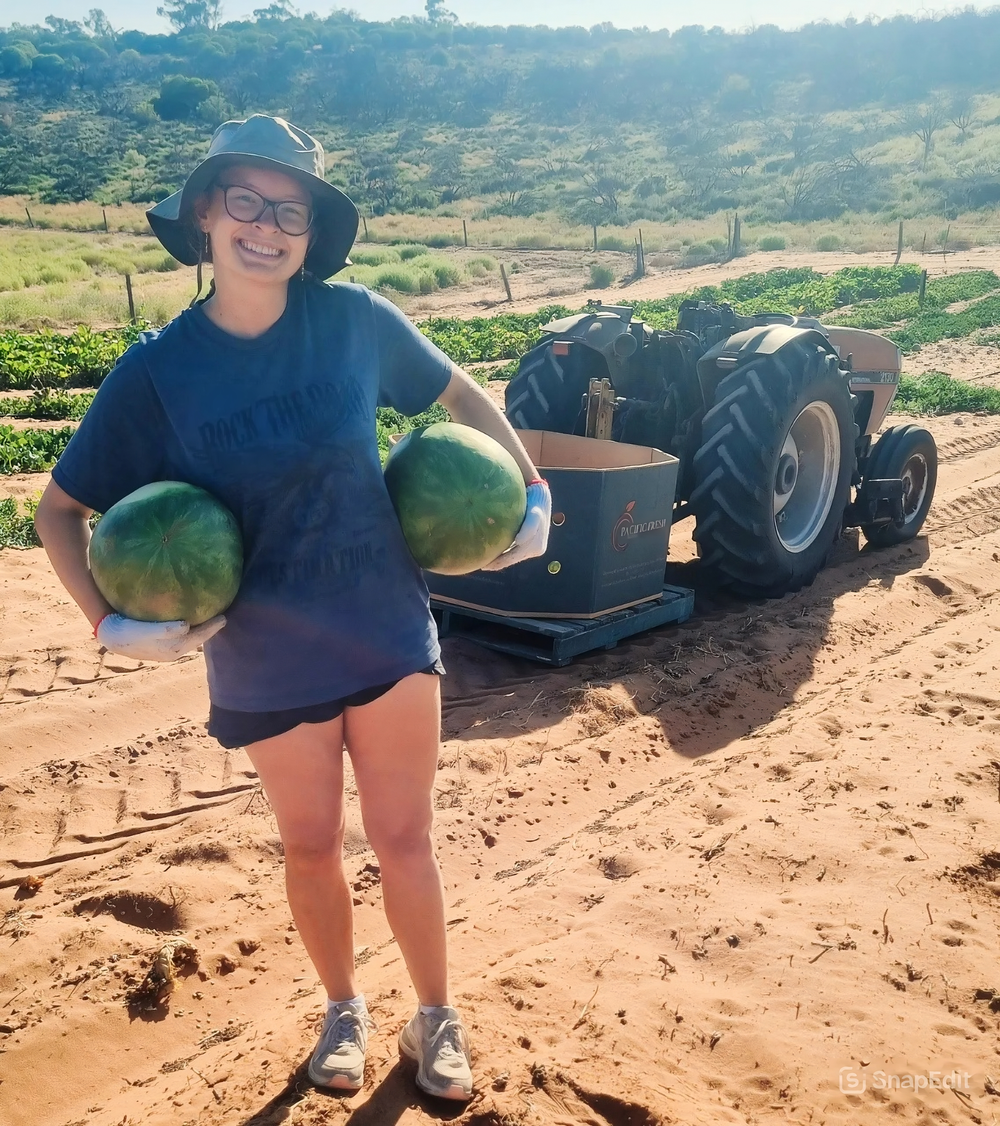Harvesting produce is a travel delight post image
