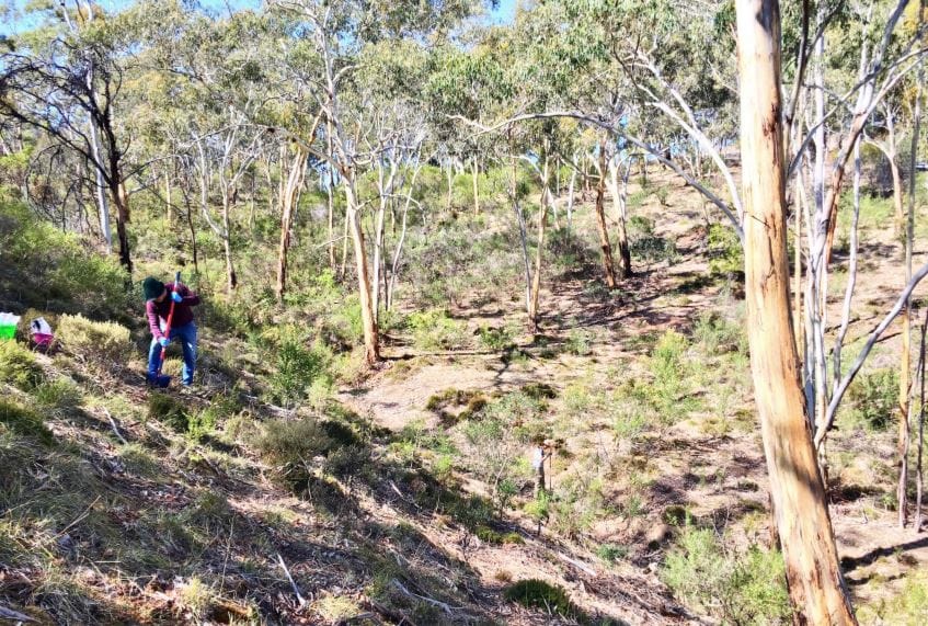Healthy soil after revegetation post image
