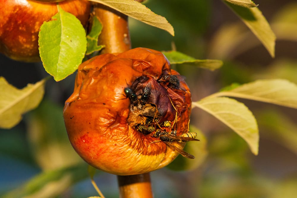 Protecting South Australia from fruit fly – it’s in your hands post image