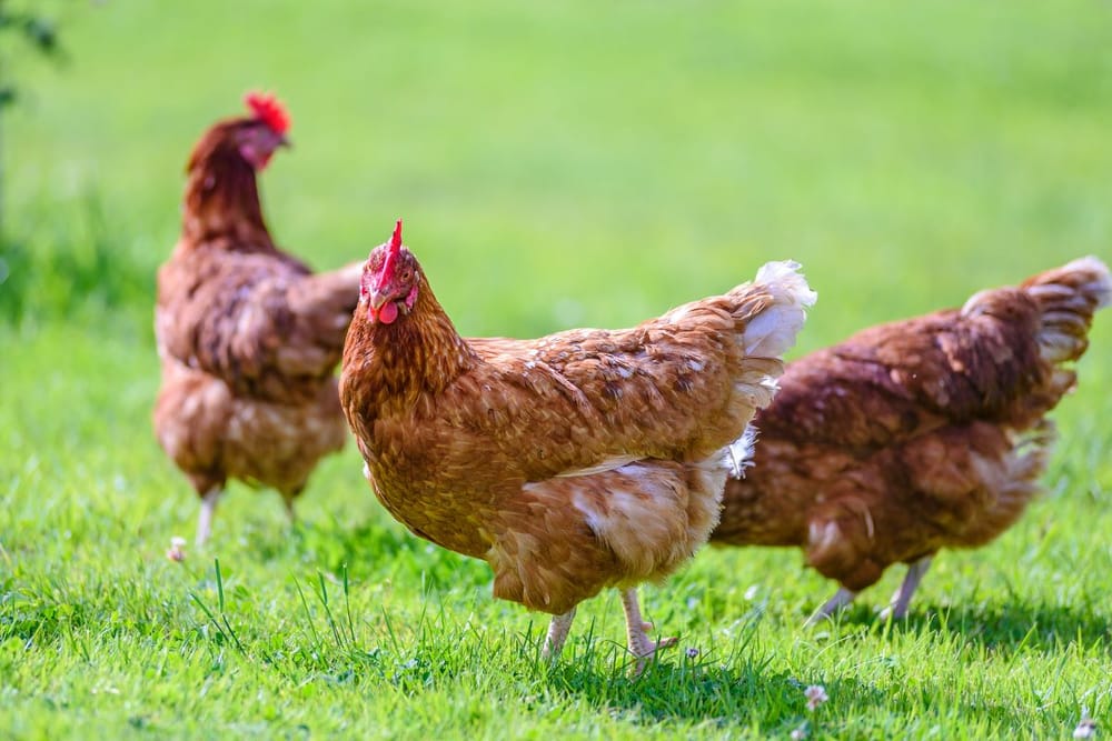 Backyard chickens are here to stay post image