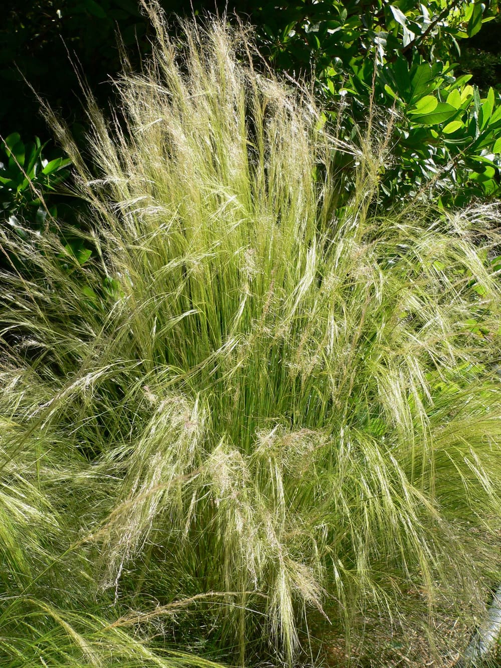 Ag pest: Mexican feathergrass detected in SA backyard post image