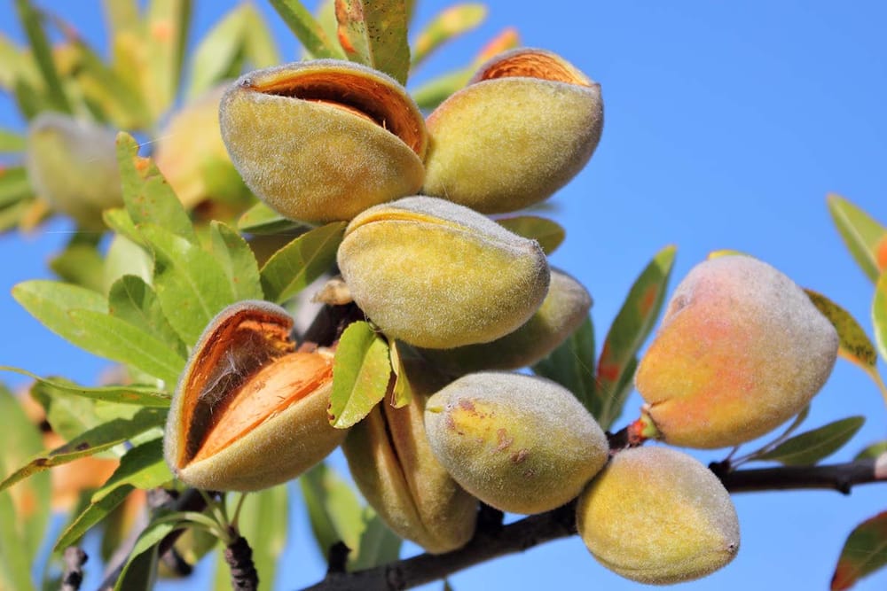 Industry Expert: Tim Jackson - Almond Board of Australia CEO post image