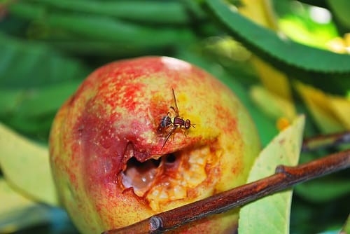 Fruit fly spreading in Riverland again? post image