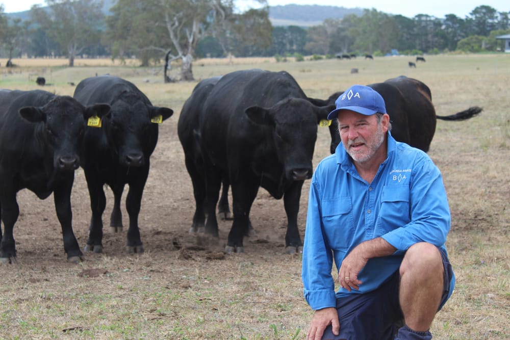 Breeding quality Angus cattle on the Barossa’s doorstep post image