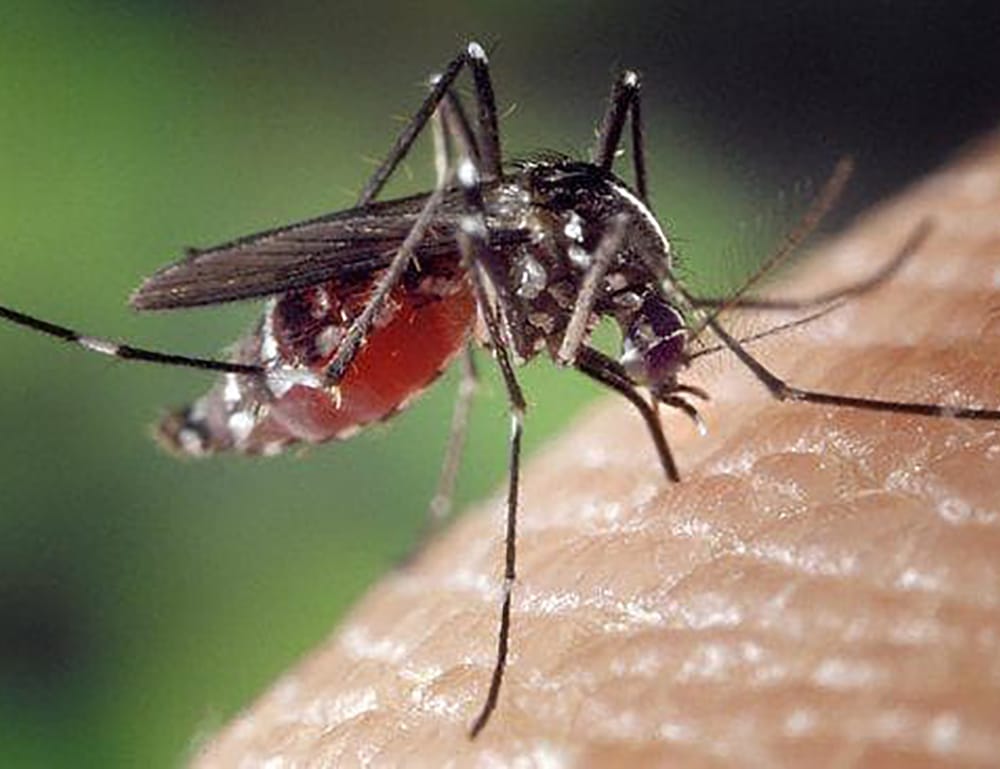 Encephalitis spreads to three more SA piggeries post image