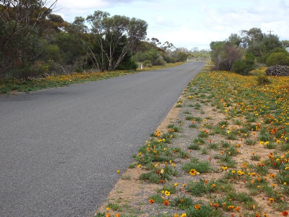 Gazania wars: Things you need to know about tackling a persistent weed post image