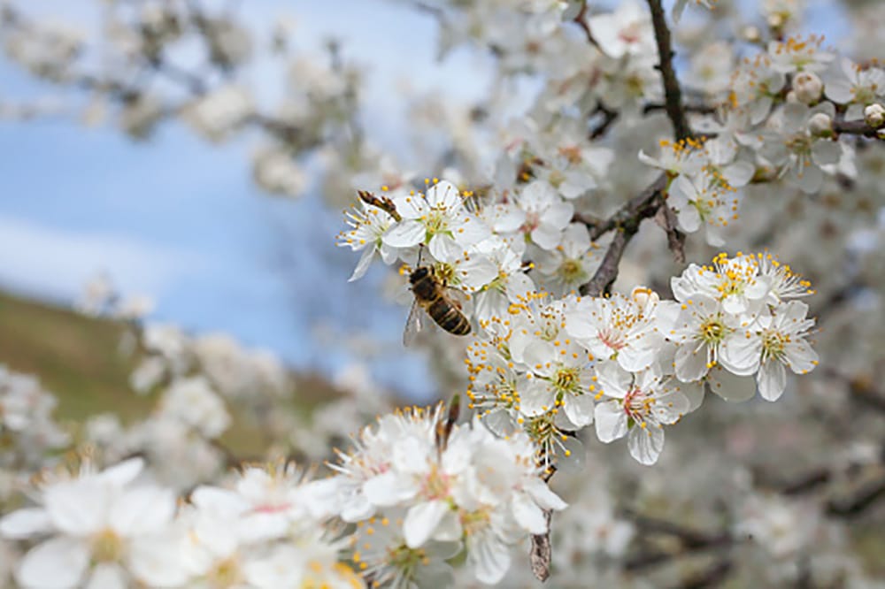 Bee Friendly grants to plant 100,000 trees for bees post image