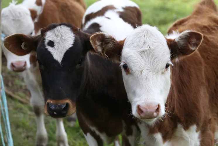 The buck stops here with livestock health post image
