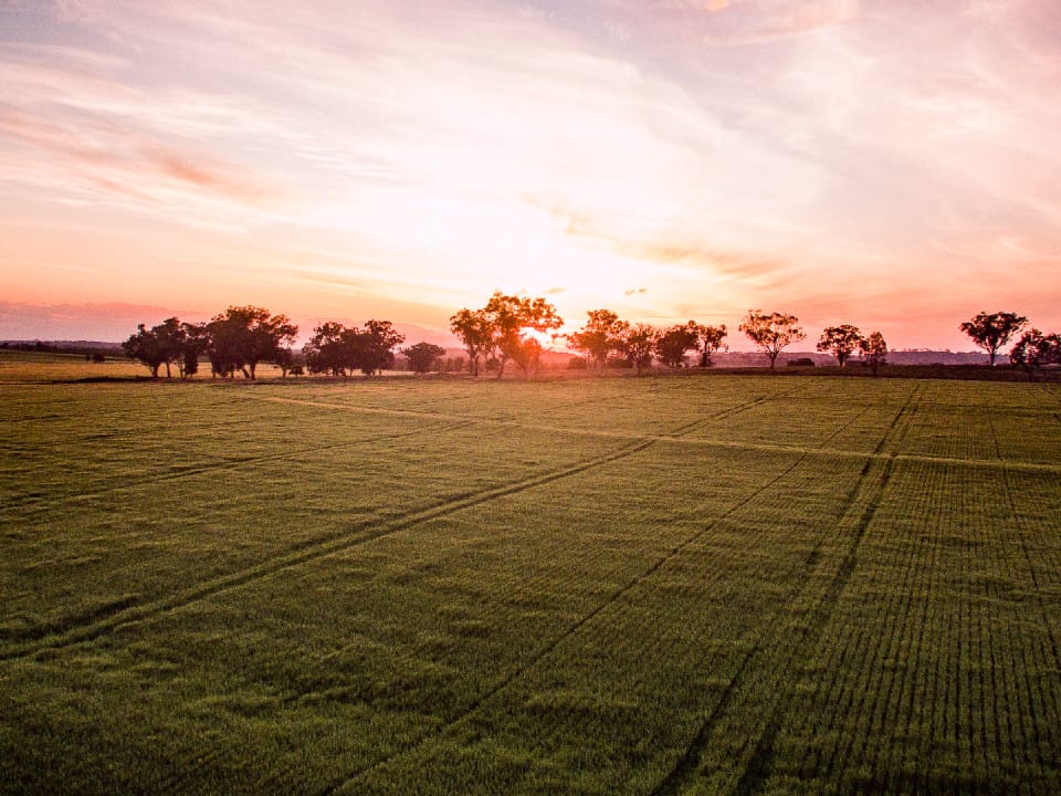 Winter rains improve crop outlook post image