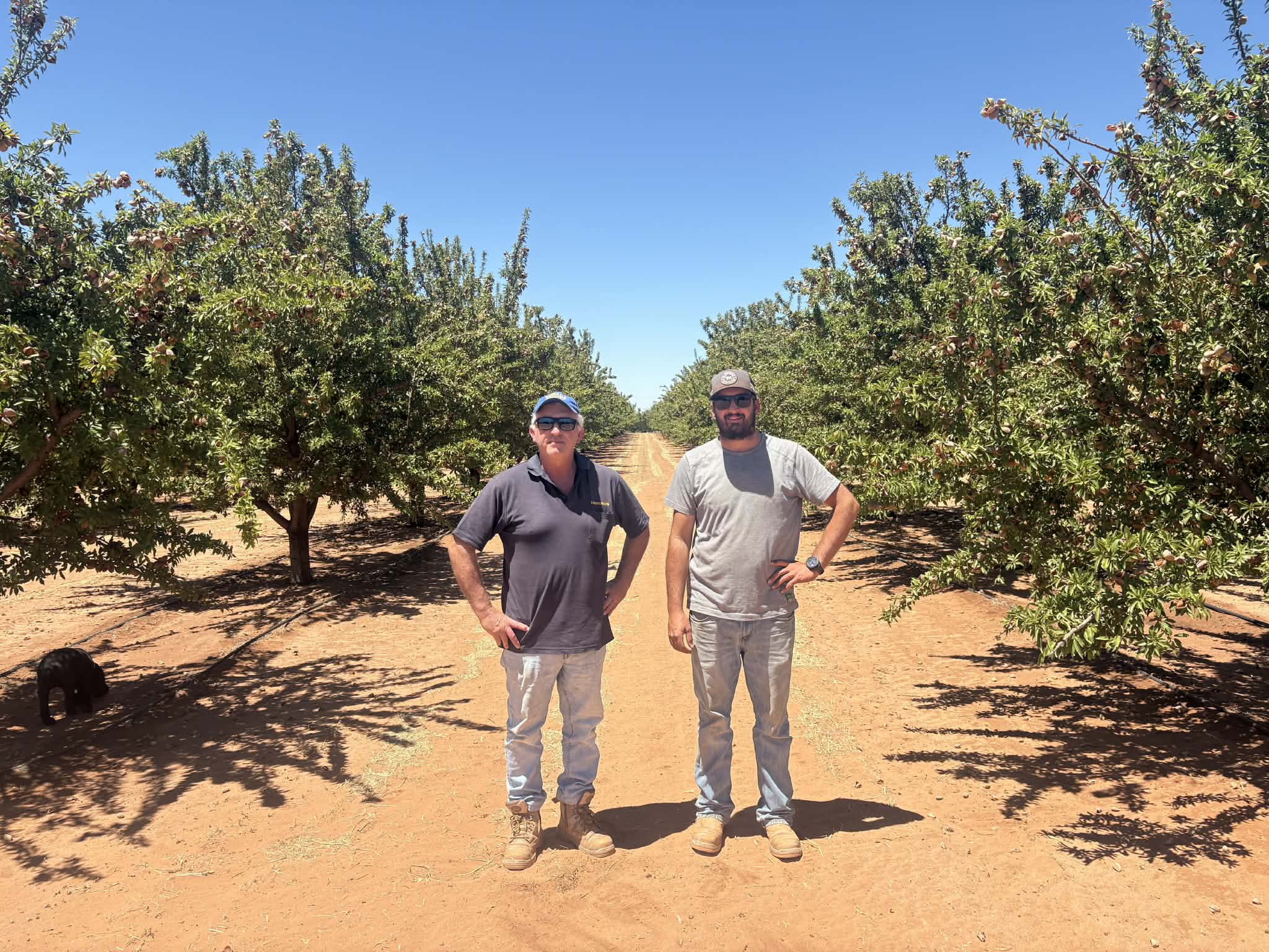 Adding almonds to a proud Riverland operation post image